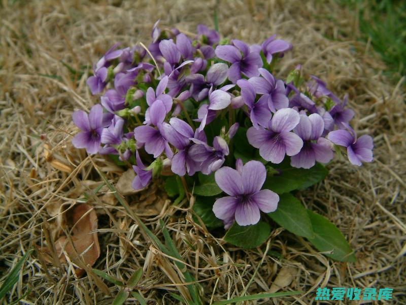 紫花地丁：清热解毒、消炎抗菌(紫花地丁清热解毒治疗痤疮)