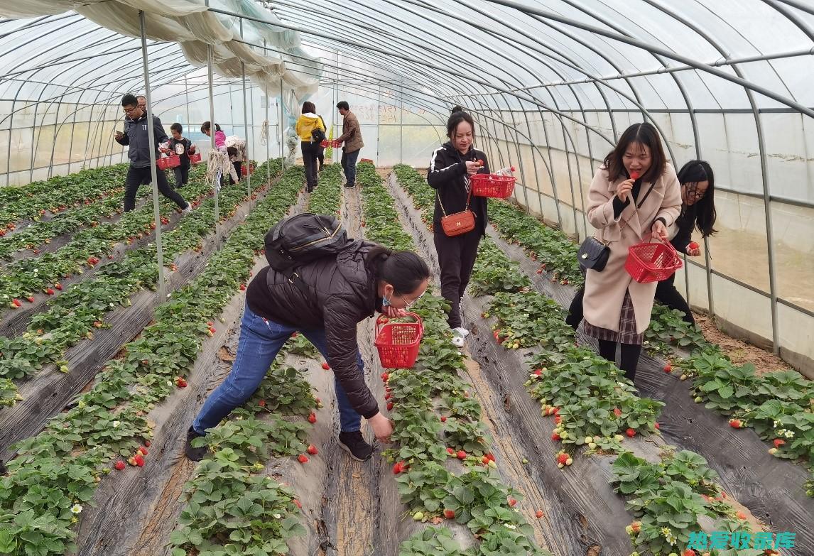 掌握最佳采摘时间：根据不同中药材的生长特点，选择合适的采摘时间，以达到最佳疗效。(掌握最佳采摘时机)