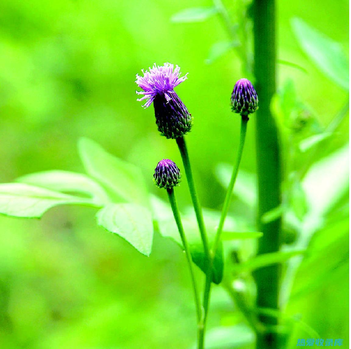 胡菜(胡菜三国)