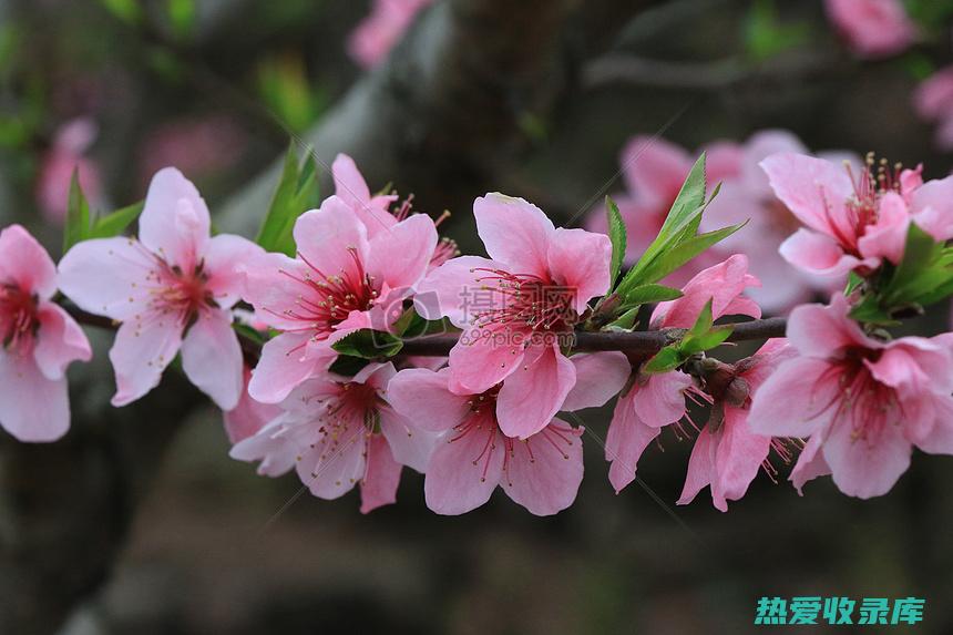 桃花粉中药：美容养颜，调经止痛 (中药桃花粉的功效)