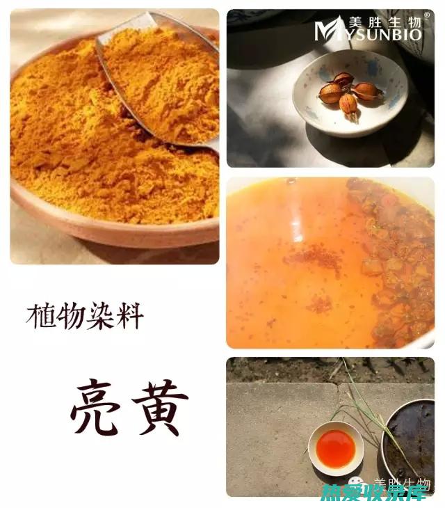 栀子：传统中药在现代健康中的应用 (栀子中药百科)