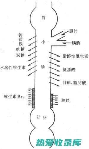 调理小肠吸收的中药方剂 (调理小肠吸收中药方)