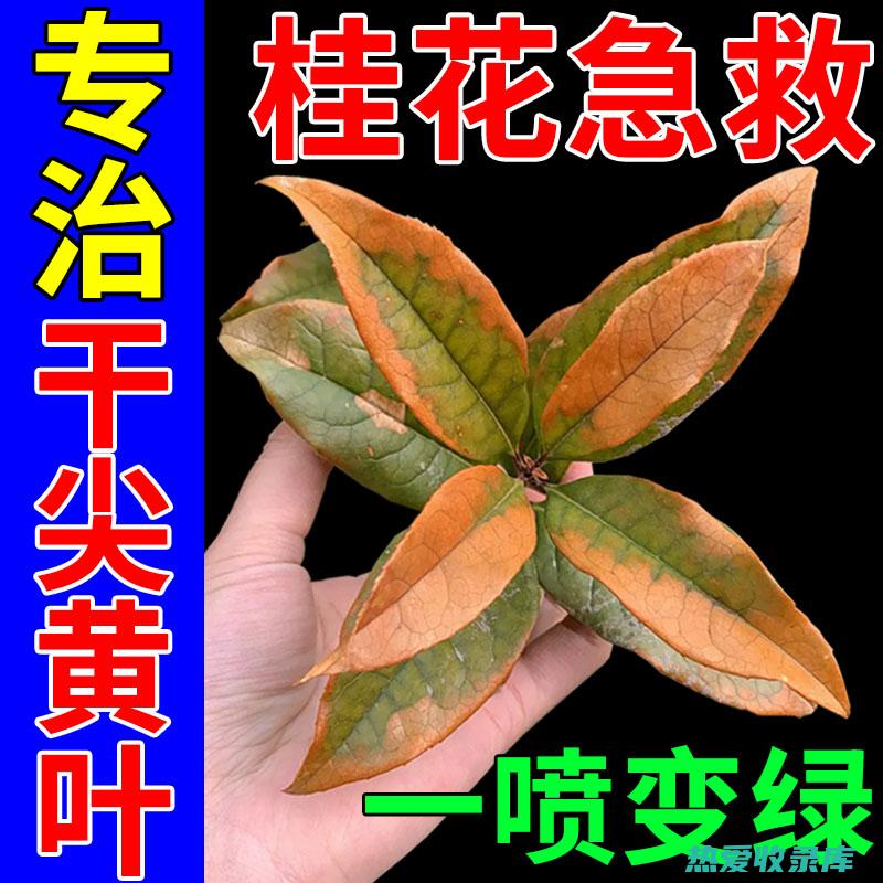 抗炎消肿