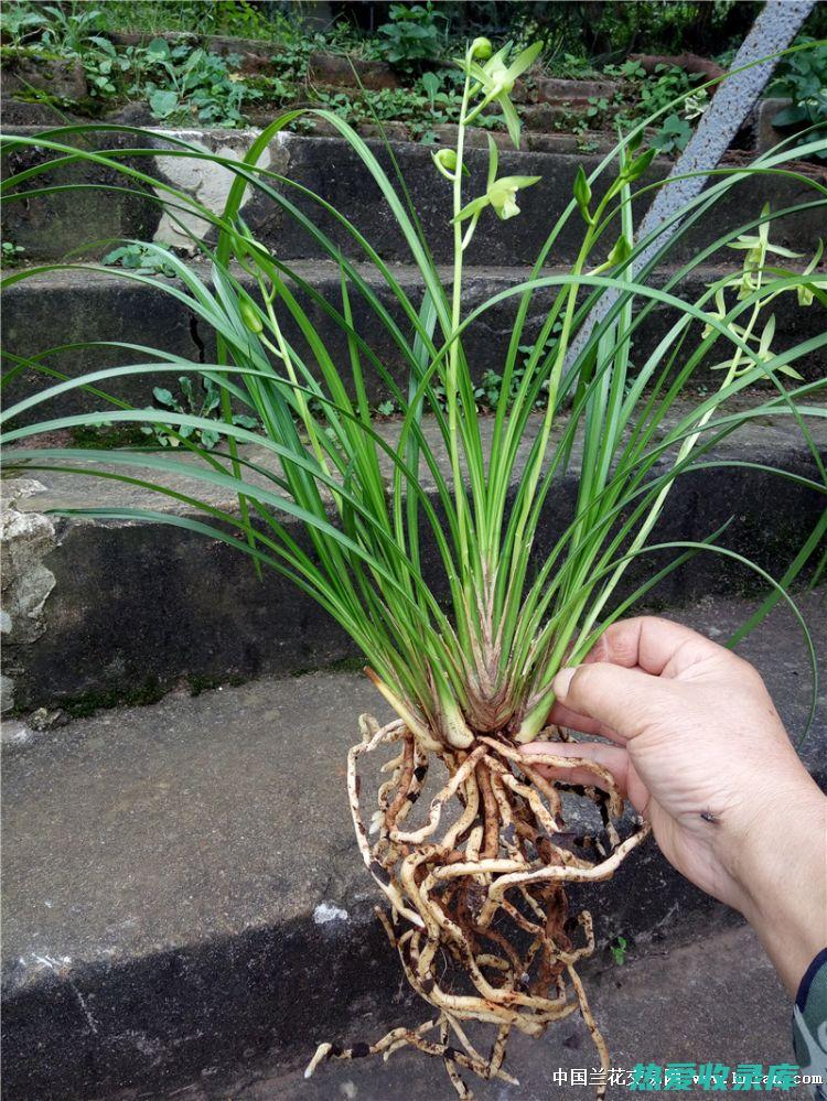 抗氧化：桂芝富含抗氧化剂，可清除体内的自由基，保护细胞免受氧化损伤。(抗氧化的功效)