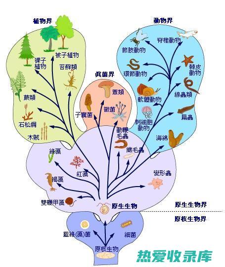 含有植物活性成分，具有抗炎、抗氧化和免疫调节作用。(含有植物活性物质的是)