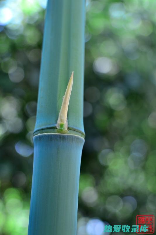 清心安神：竹茹丝具有清心安神的作用，可用于治疗心烦、失眠等。(清心安神的药)