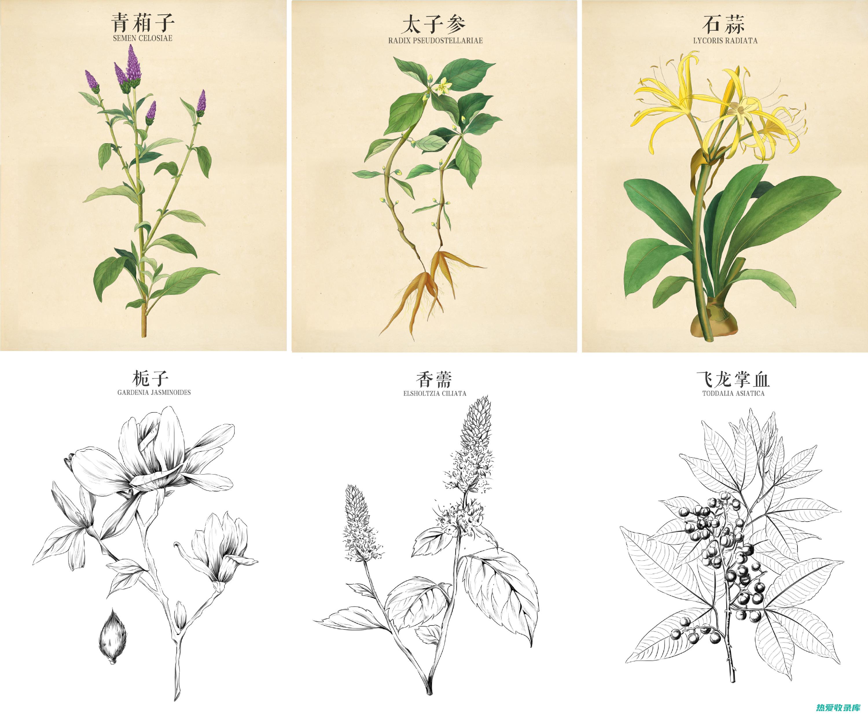 中药植物彩图大全：瑰丽而实用的中药植物图鉴 (中药植物彩图大全)