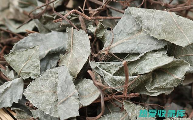 矮地茶：传统中药之珍，养生良方尽在中药网站 (矮地茶百度百科)