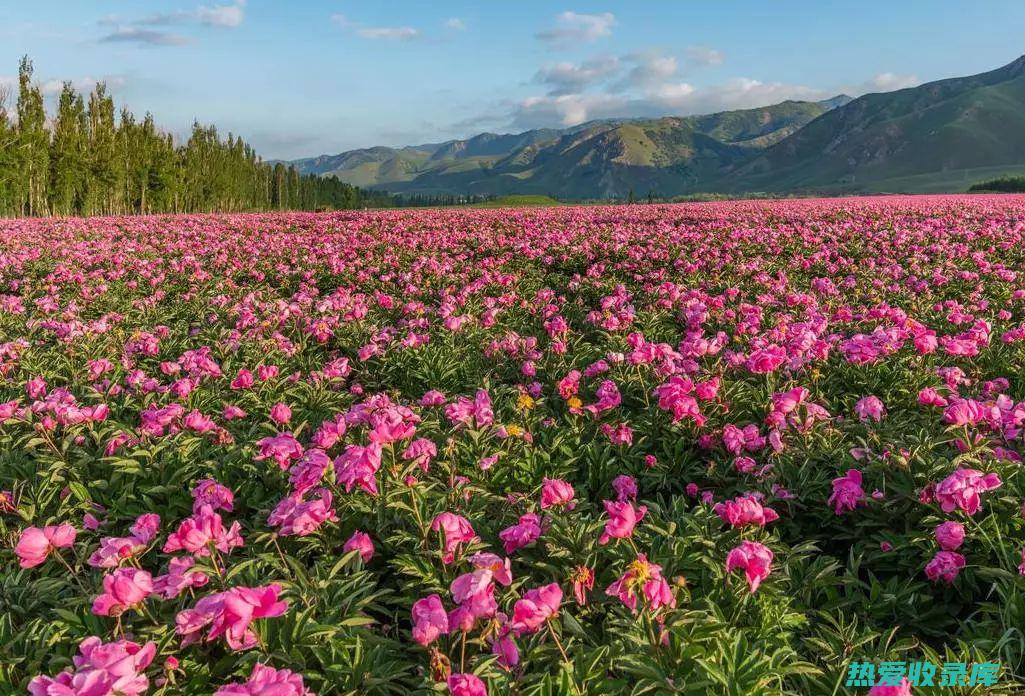 芍药：它是一种中药材吗？ (芍药比喻什么)