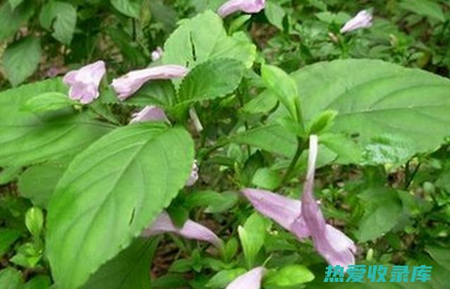 一年生中药材种植种类 (一年生中药材有哪些品种)