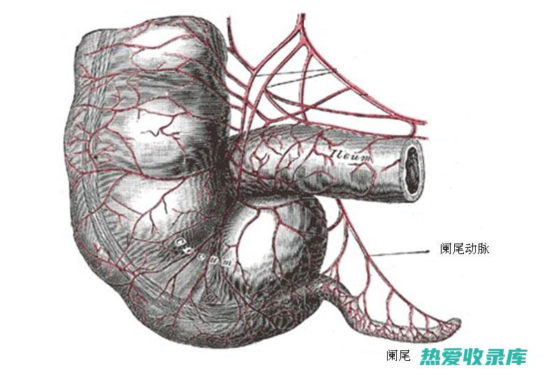 探索阑尾的中药治疗法：古老智慧与现代医学的融合 (探索阑尾的中药方剂)