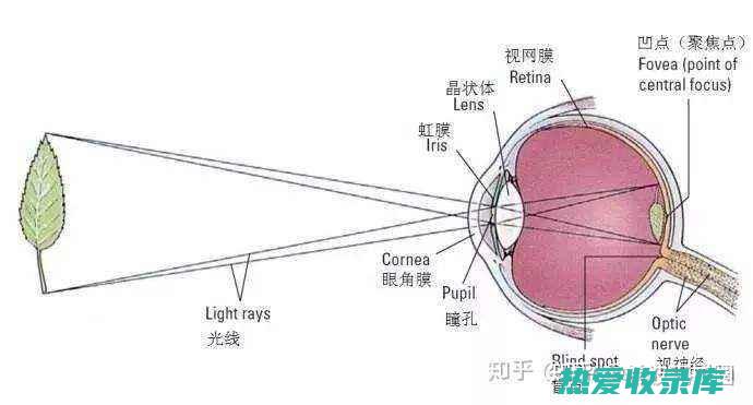 用于眼睛的中药：传统东方医学中的天然视力解决方案 (用于眼睛的中药)