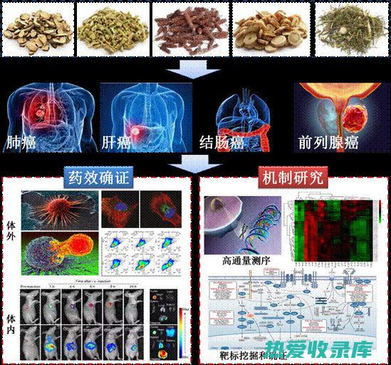 探究中药在猴类健康中的应用