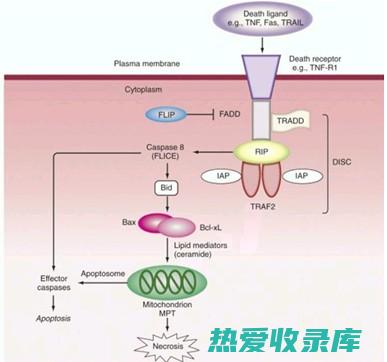 细胞凋亡诱导：某些中药(B细胞凋亡周期)