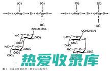 多糖：海藻中的多糖具有抗氧化、抗菌和免疫调节的作用。(多糖海藻的作用)