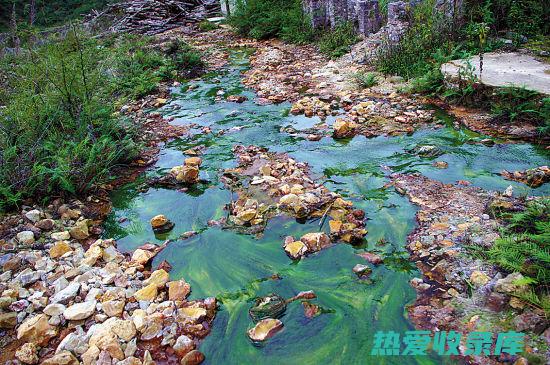 重金属污染：一些海域的海藻可能受到重金属的污染。食用受污染的海藻可能会对健康造成危害。(重金属污染土壤的治理措施)