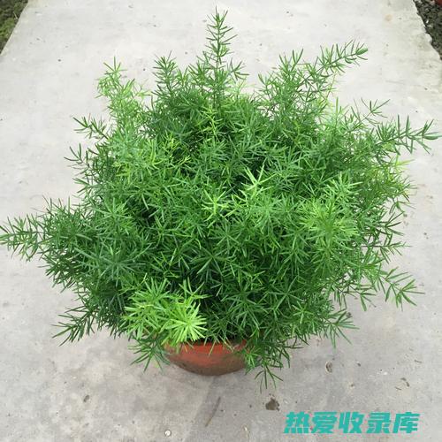 麦门冬：一味滋阴润肺的中药，探索它的药用价值和功效 (麦门冬主治)