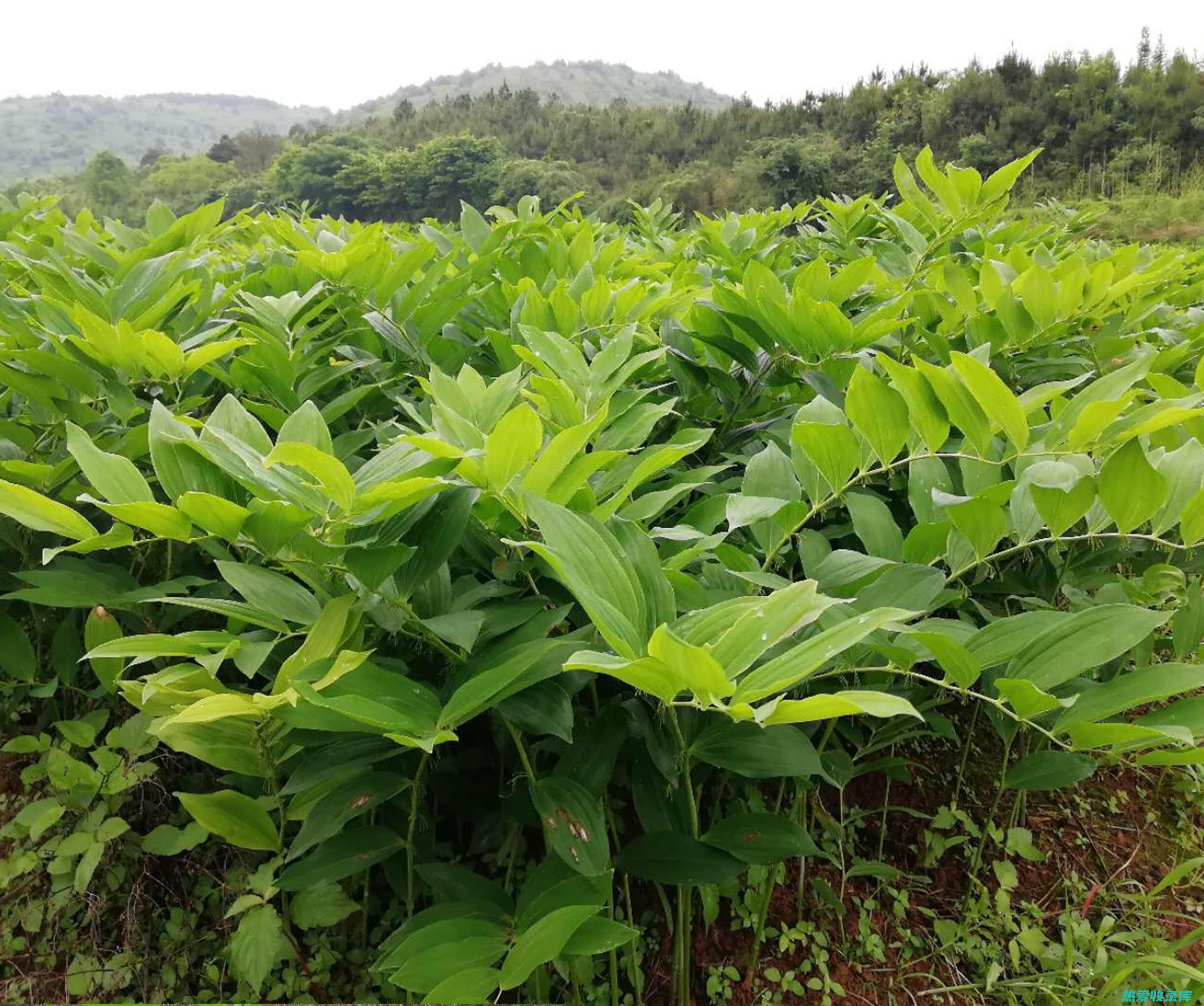 玉蜀：中药的珍贵馈赠 (玉蜀中药别名)