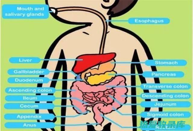 消化系统疾病：安痛藤可用于治疗胃痛、腹痛和腹泻。(消化系统疾病ppt课件)