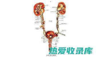 泌尿系统疾病：安痛藤可用于治疗尿路感染、膀胱炎和肾炎。(泌尿系统疾病包括哪些)