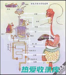 老年性便秘的中医辨证论治