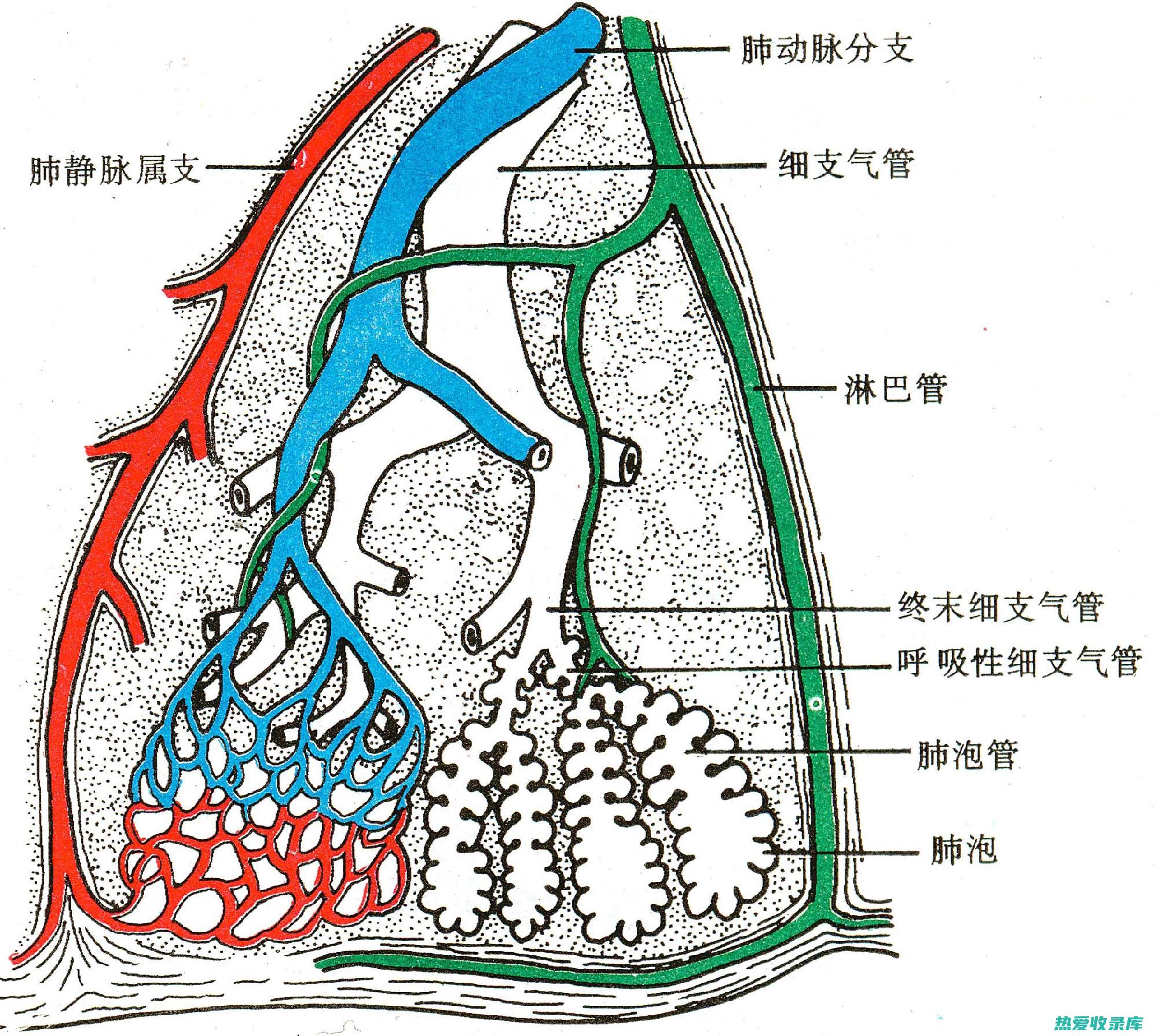 呼吸系统疾病：如感冒、咳嗽、哮喘(呼吸系统疾病包括哪些病)