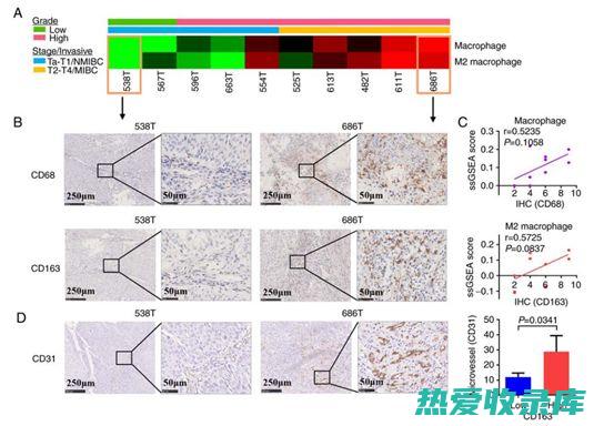 根据体质选用：阳虚体质者不宜长期服用养阴润肺中药。(根据体质选用什么药物)