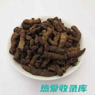 中药巴戟肉功效与作用：滋补肾阳 (中药巴戟肉功效)