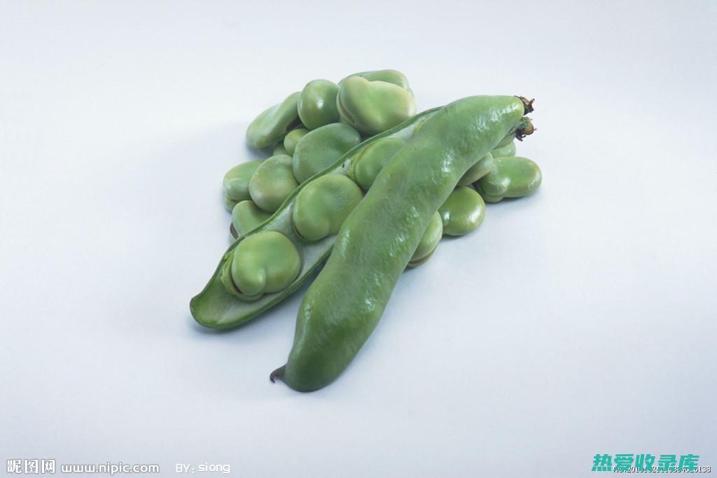 蚕豆的双面性：了解其潜在的副作用和有益益处 (蚕豆的表面)