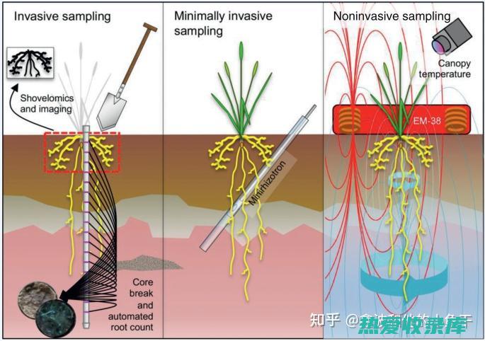 取木通根系3-5克(木通的根茎断面)