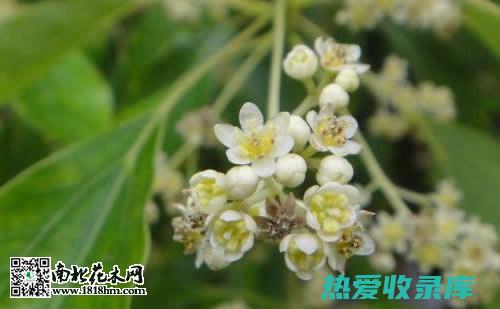 香樟花的功效与作用：芳香避邪、止痛化瘀、养心安神、清热解毒、美容护肤 (香樟花的功效和作用)