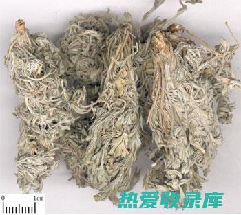 茵陈的功效与作用：清热利湿、退黄、抗炎、护肝 (茵陈的功效与作用主要治什么病)