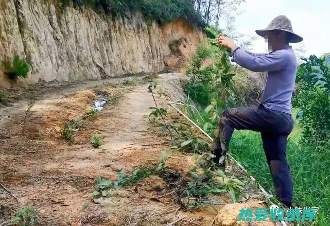 抗炎：风登草能抑制炎症反应，减轻疼痛和肿胀。(风刮草治什么病)