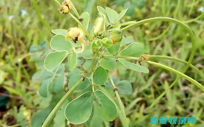 草决明的功效与作用：清目明肝、健脾润肠、降压降脂 (草决明的功效与作用)