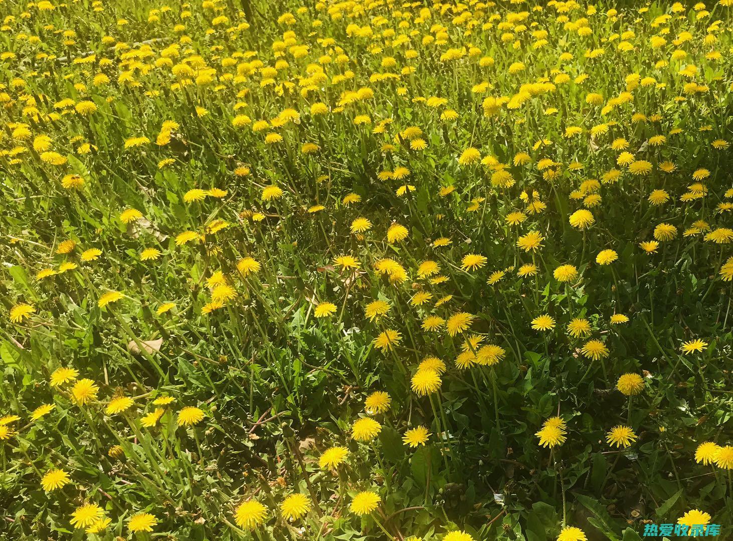 黄花的神奇力量：探索其治疗功效的惊人好处 (黄花起什么作用的)