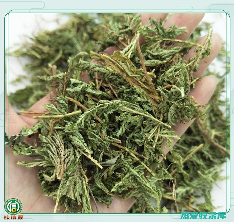 石上柏中药：天然草本，呵护健康 (石上柏中药别名)