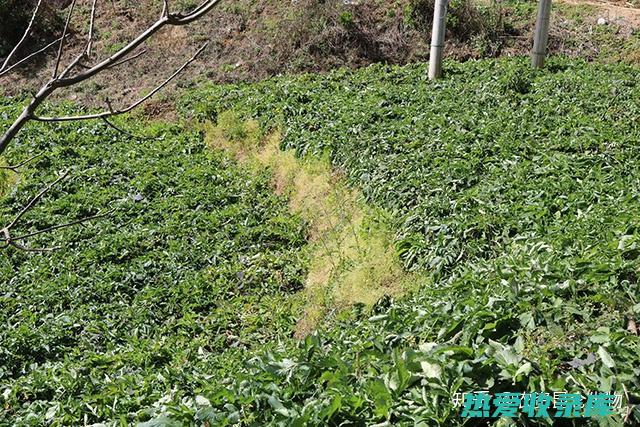 土的中药：传统中医的珍贵元素 (土类中药)