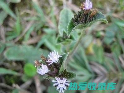 草药地苦胆的惊人功效和用途 (草药地苦胆的功用)