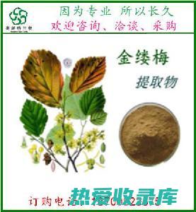 发热：茅梅根能清热解毒，缓解发热症状。(茅梅根中药)