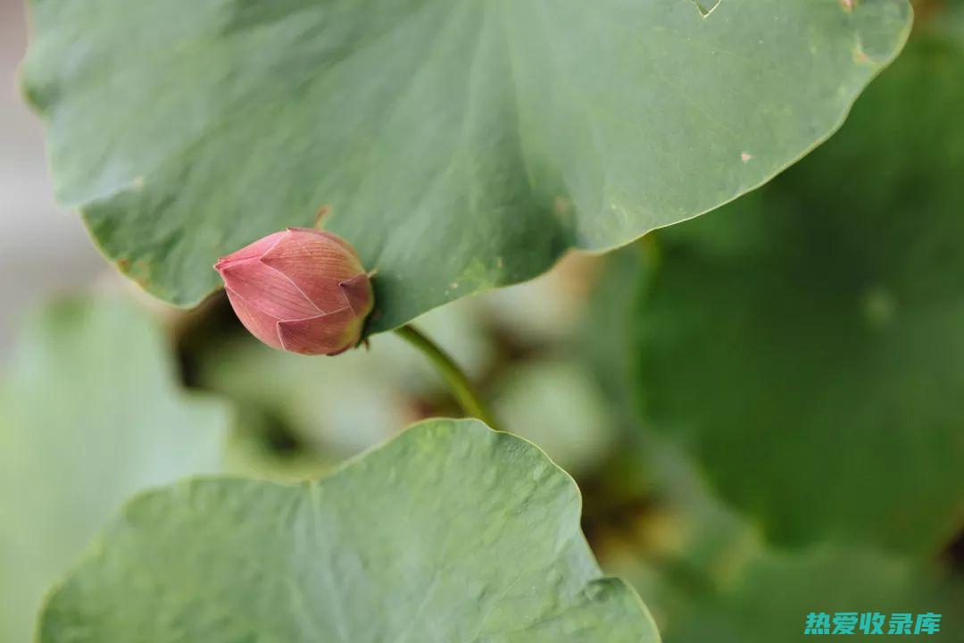 将蘘荷洗净，切片。 (芰荷以为裳)