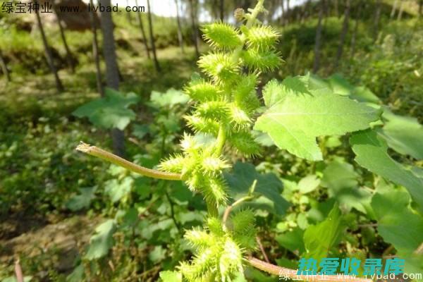 苍耳子：一种性温的中药，可以祛风散寒，缓解鼻塞。(苍耳子苍耳子的功效与作用及禁忌)