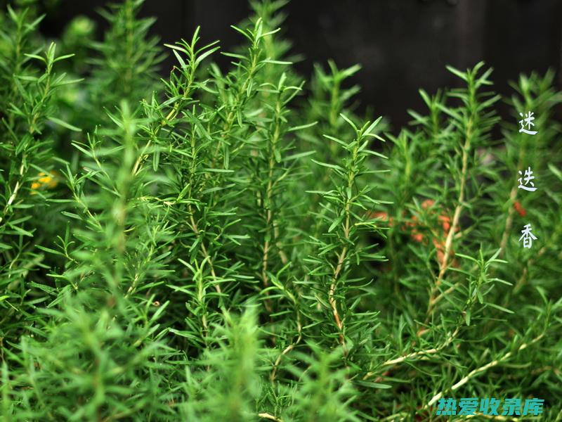 迷迭香 - 一种流行的草药，是否被视为中药？ (迷迭香科普)