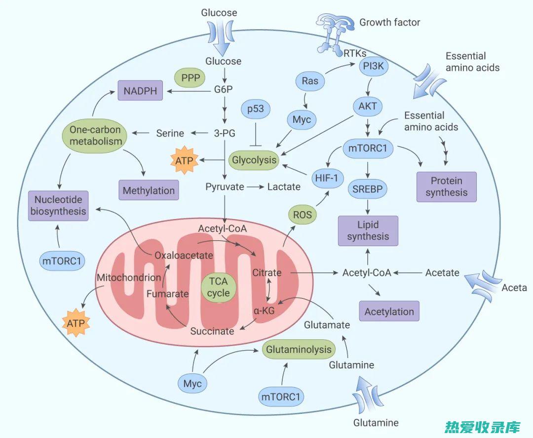 野葡萄根抗肿瘤研究