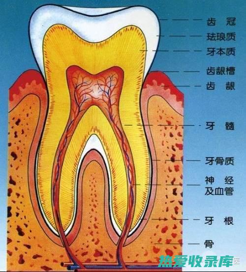 促进骨骼和牙齿的健康(促进骨骼和牙齿的维生素)