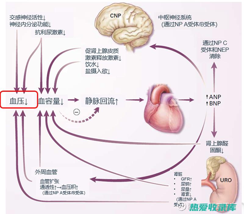 高血压、心脏病患者(高血压心脏病的症状有哪些)