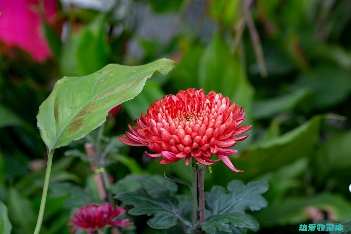 菊花 10 克(菊花10克大概是多少粒)