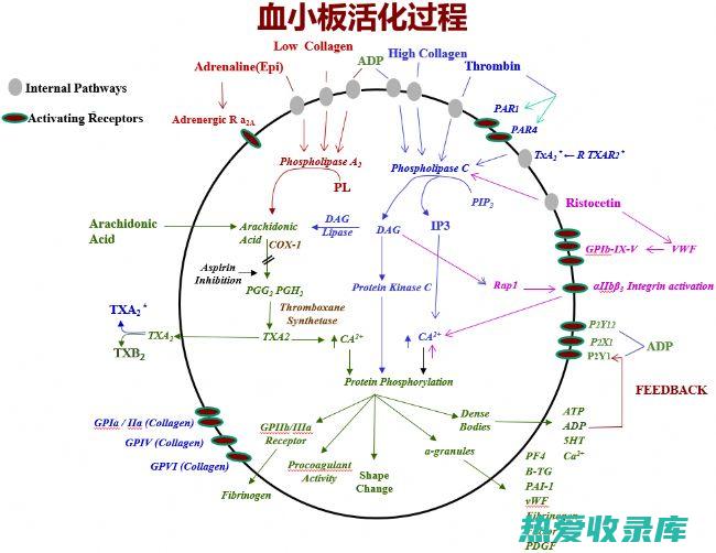 抗血小板聚集作用：赤芍可抑制血小板聚集，降低血粘度，改善微循环。(抗血小板聚集的药物有哪些)