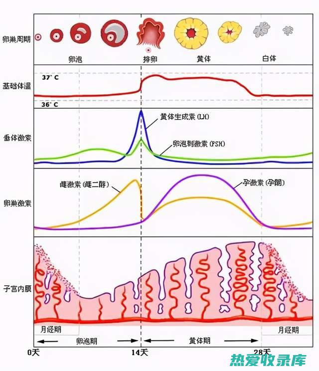 调节激素水平：茅香含有植物雌激素，可以帮助调节激素水平，从而改善更年期症状，如潮热和盗汗。(调节激素水平的药)