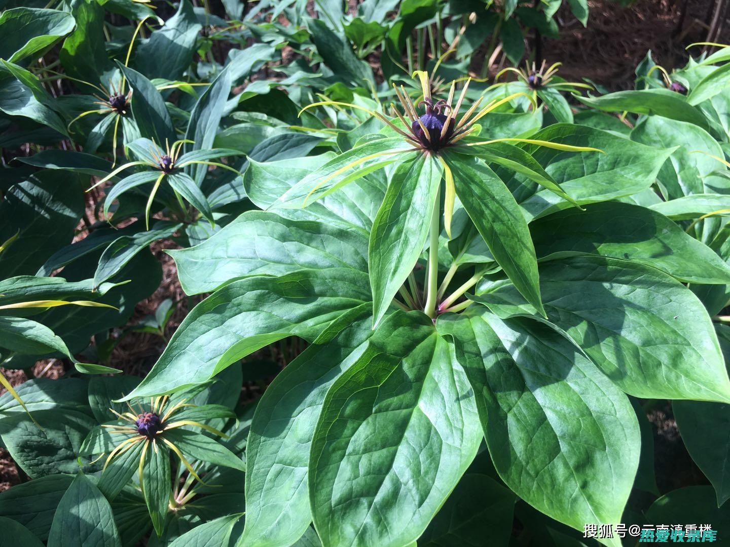 独叶一枝花的神奇功效与多方面作用 (独叶一枝花的功效与作用)