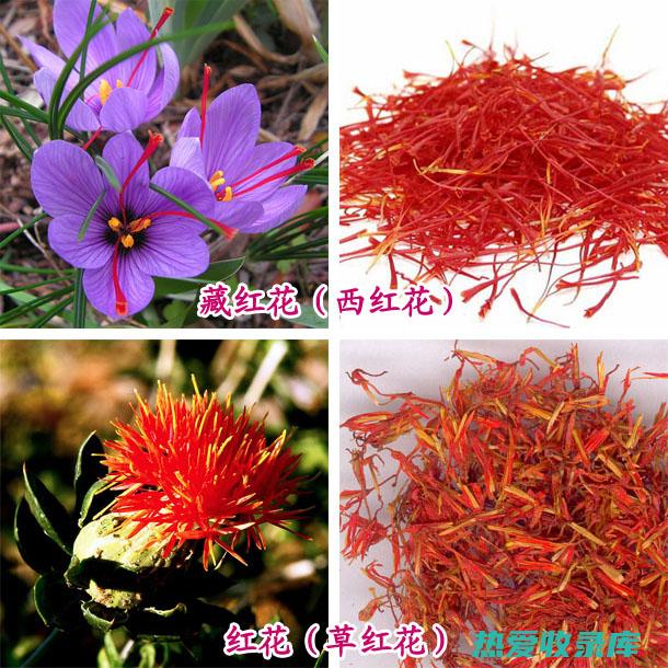 藏红花：每公斤约10-60万元。(藏红花一)